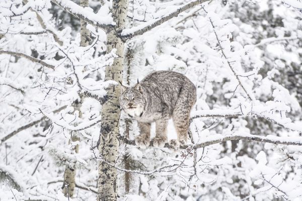 Yukon Wildlife Preserve by null