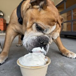 Lottie's Shivers Shaved Ice - Pupcup