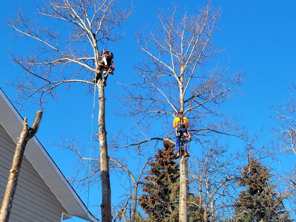 WHISPERING BOUGHS TREE SERVICE Updated July 2024 Request a Quote 10227 Kenney Dam Road