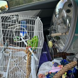 Rena's Pet Supplies - Just picked up my flock from boarding and they look great!  My Quaker I found out is a female,  Fernando had her sexed for me.