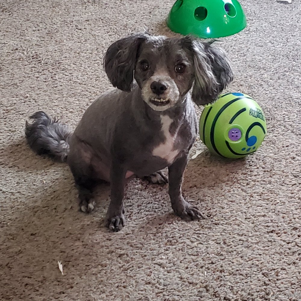 LIVELYPETS MOBILE GROOMING Pet Groomers Clovis, CA Phone Number Yelp