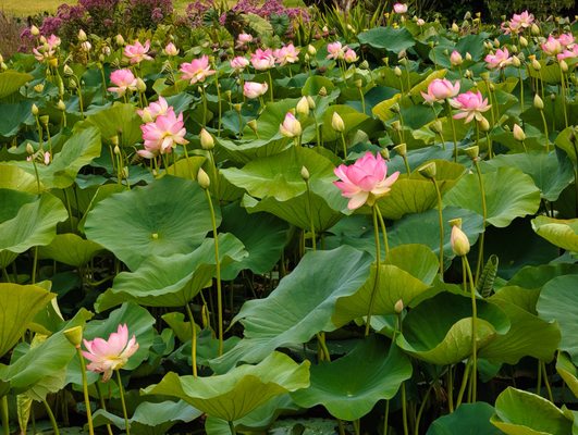 Royal Botanic Gardens Victoria - Melbourne Gardens by null