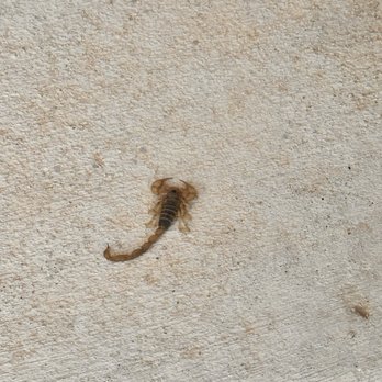 EnviroGuard - Bugs everywhere! This product and company SUCKS and they will draft your money without permission. - Pest Control Near Me - Albuquerque, New Mexico