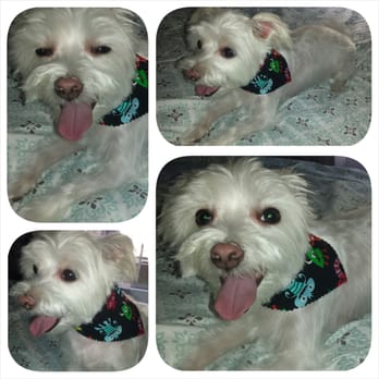Washing Spot - A happy dog that smells oh so good!!! Happy mommy and happy dog. - Pet Groomers Near Me - Los Angeles, California Washing Spot - A happy dog that smells oh so good!!! Happy mommy and happy dog. - Pet Groomers Near Me - Los Angeles, California