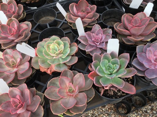 Armstrong Garden Centers 197 Photos 89 Reviews Nurseries Gardening 10320 Friars Rd San Diego Ca Phone Number Yelp