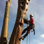 Photo of Overstory Tree Care