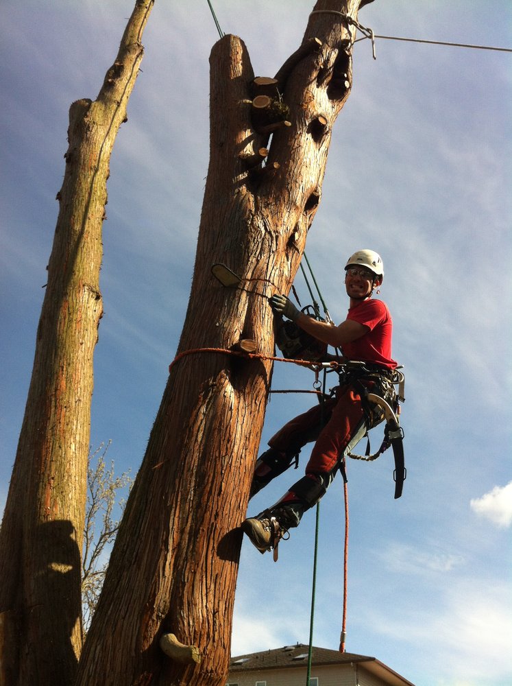 Overstory Tree Care - tree service in Seattle, WA