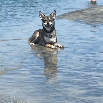 Heightened Instincts Dog Training - Pet Training Near Me Heightened Instincts Dog Training - Pet Training Near Me