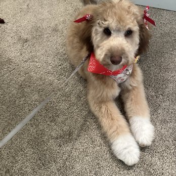 The Bark Barn - Luna AFTER - Pet Groomers Near Me