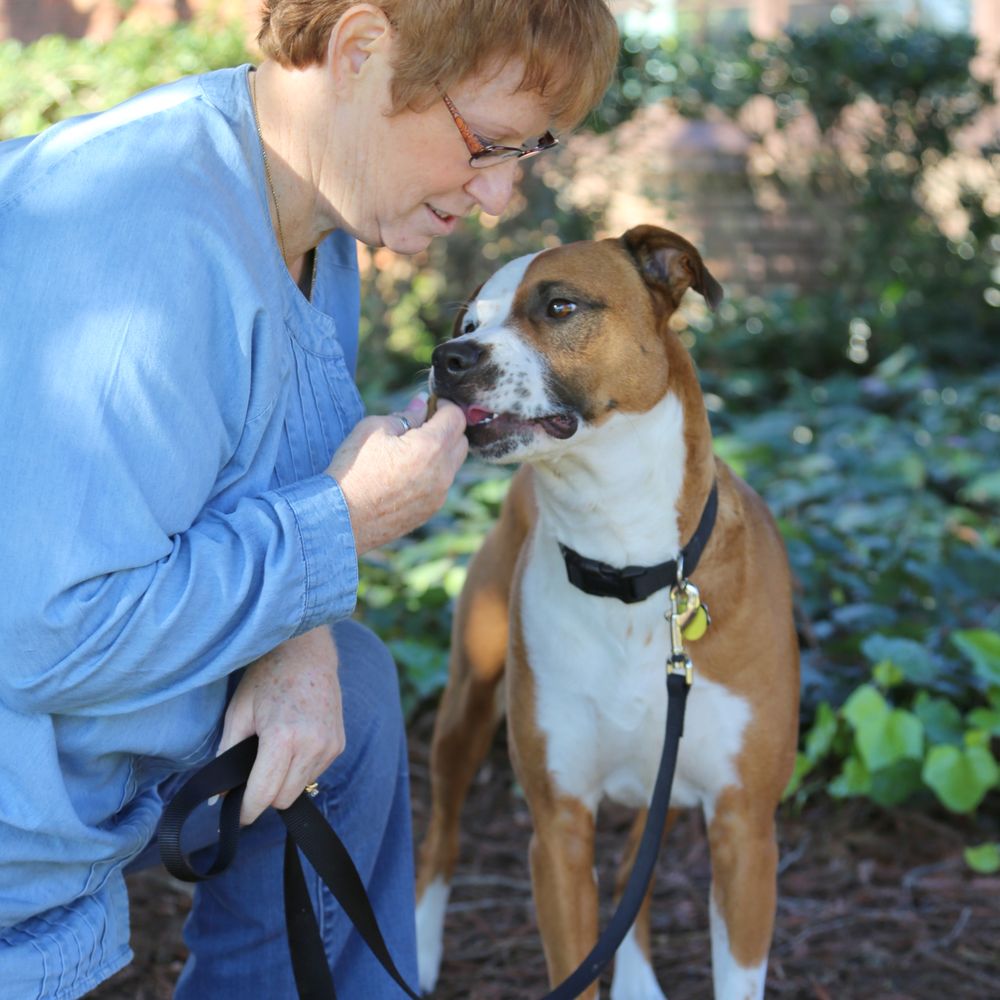 Affordable Dog Training near Me: Top Tips for Budget-Friendly Success