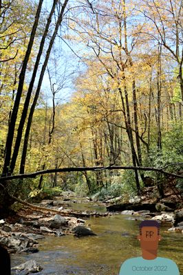 Looking Glass Falls by null