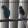 Photo of For the Birds by Robin Hawk