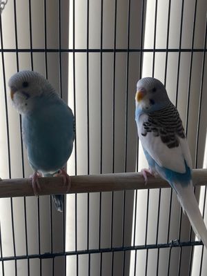 For the Birds by Robin Hawk