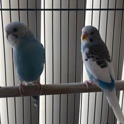 For the Birds by Robin Hawk - Newest members to our family