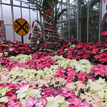 Conservatory Crossing - Poinsettias- 2019 - Florists Near Me - Indianapolis, Indiana
