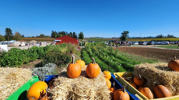 Bushue's Family Farm by null