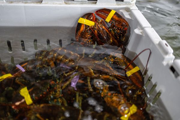 Boothbay Lobster Wharf by null