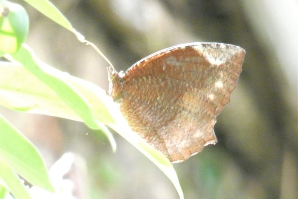 Butterfly Valley Resort by null