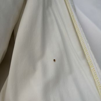 Super 8 by Wyndham Watseka - Bed bug on sheet - Hotels Near Me - Watseka, Illinois