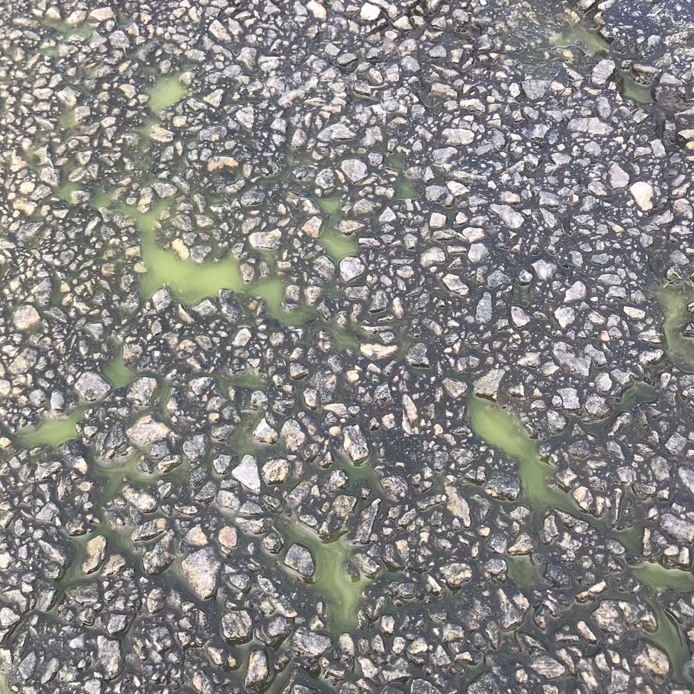 King Green - a closeup of a street surface - Tree Services Near Me - Gainesville, Georgia King Green - a closeup of a street surface - Tree Services Near Me - Gainesville, Georgia
