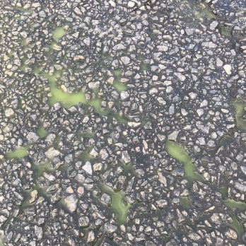 King Green - a closeup of a street surface - Tree Services Near Me - Gainesville, Georgia King Green - a closeup of a street surface - Tree Services Near Me - Gainesville, Georgia