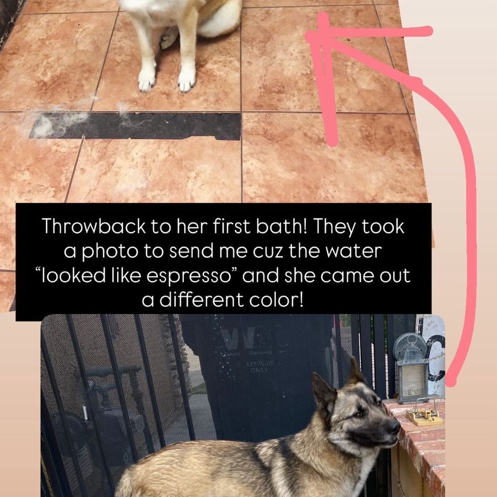 The Pampered Pooch - First bath at the top, her first day with us on the bottom. - Pet Groomers Near Me - Palmdale, California The Pampered Pooch - First bath at the top, her first day with us on the bottom. - Pet Groomers Near Me - Palmdale, California