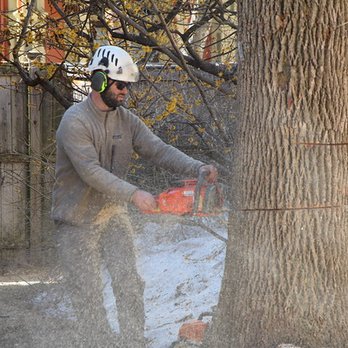 Arbor Care Tree Service - Tree Services Near Me - Woburn, Massachusetts Arbor Care Tree Service - Tree Services Near Me - Woburn, Massachusetts