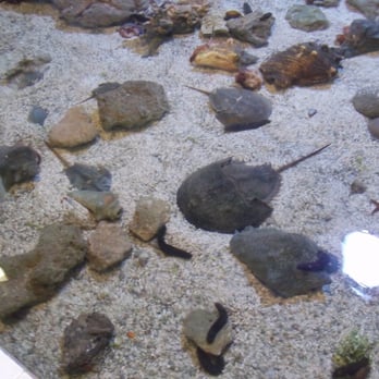 Key West Aquarium - Touch tank - Aquariums Near Me - Key West, Florida Key West Aquarium - Touch tank - Aquariums Near Me - Key West, Florida