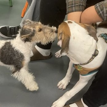 Barx Parx - Pet Training Near Me - Las Vegas, Nevada Barx Parx - Pet Training Near Me - Las Vegas, Nevada