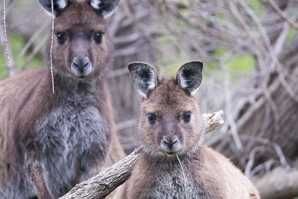 Exceptional Kangaroo Island by null