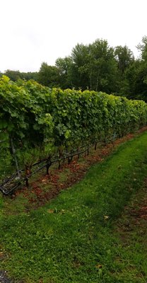 Le Vignoble du Ruisseau - Winery & Cidery by null