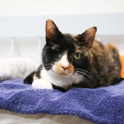 Skippack Animal Hospital - One of our more unique patients comfortably awaits treatment on a bed of blankets and pillows.