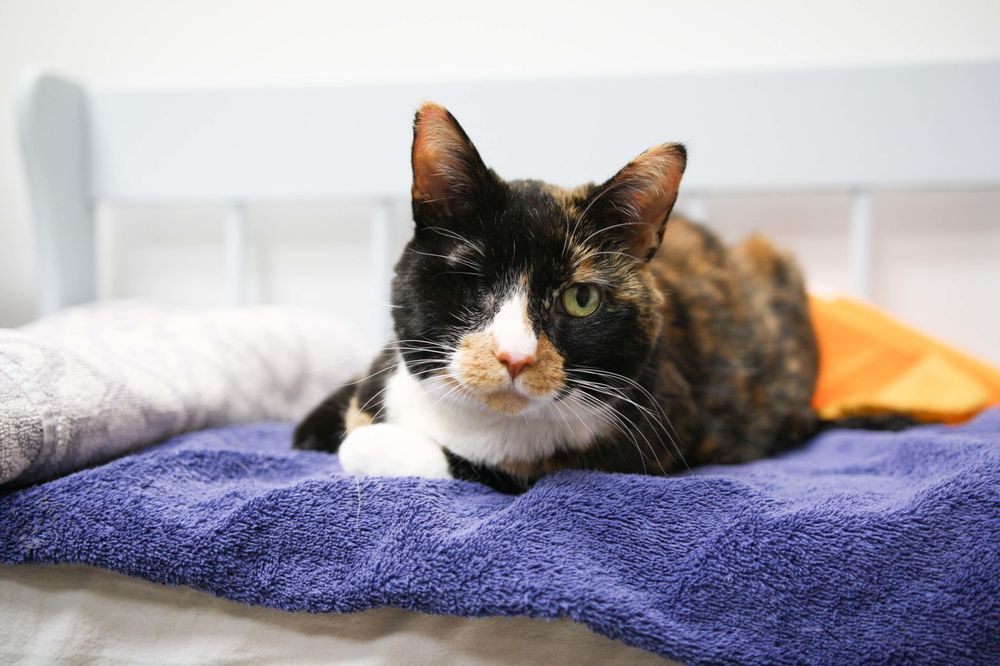 Skippack Animal Hospital - pet boarding facility in Skippack, PA