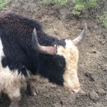 Olympic Game Farm - Zoos Near Me - Sequim, Washington