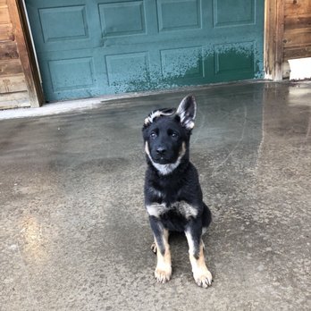 Rocky Mountain - Pet Training Near Me - Conifer, Colorado Rocky Mountain - Pet Training Near Me - Conifer, Colorado