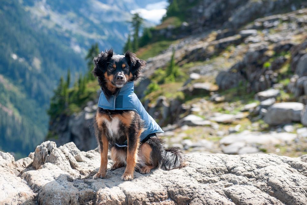 FURHAVEN PET PRODUCTS INC Updated July 2024 11 Photos 1326 N