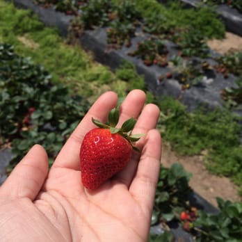 Froberg's Farm - Pick Your Own Farms Near Me - Alvin, Texas Froberg's Farm - Pick Your Own Farms Near Me - Alvin, Texas