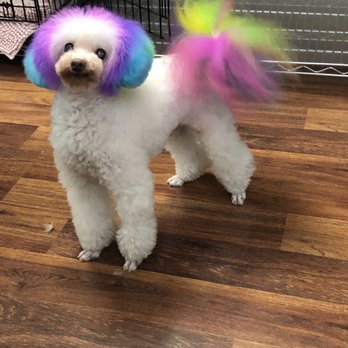 Petite Tail Dog Grooming - Pet Groomers Near Me - Torrance, California Petite Tail Dog Grooming - Pet Groomers Near Me - Torrance, California