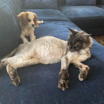 Kittens Up - Maine Coone with fip note bloated belly - Pet Breeders Near Me - Pembroke Pines, Florida Kittens Up - Maine Coone with fip note bloated belly - Pet Breeders Near Me - Pembroke Pines, Florida