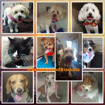 Bubbles And Biscuits - Each furbaby gets divided attention, love and hugs at B&B Non bark, Stress free, clean, comfy, soft atmosphere! - Pet Groomers Near Me - Shavertown, Pennsylvania Bubbles And Biscuits - Each furbaby gets divided attention, love and hugs at B&B Non bark, Stress free, clean, comfy, soft atmosphere! - Pet Groomers Near Me - Shavertown, Pennsylvania