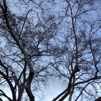 Bailey Tree Company - the top of a tree - Tree Services Near Me - Citrus Heights, California Bailey Tree Company - the top of a tree - Tree Services Near Me - Citrus Heights, California