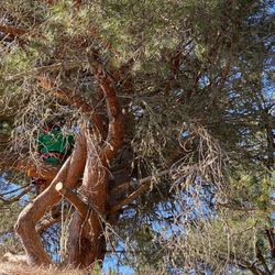 Peninsula Tree Care - Large tree removal