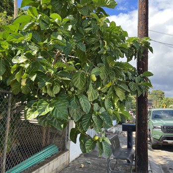 M&M Landscaping and Yard Services - Noni before removing. - Landscaping Near Me M&M Landscaping and Yard Services - Noni before removing. - Landscaping Near Me