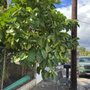 Photo of M&M Landscaping and Yard Services