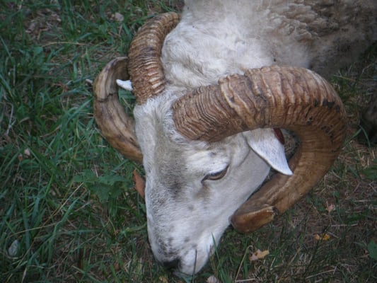 Coggeshall Farm Museum by null