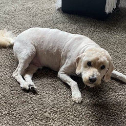 After. Tail wagging and no more panting!! (he's a little chubby, yes) After. Tail wagging and no more panting!! (he's a little chubby, yes)