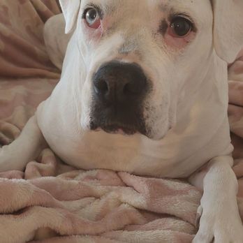 Inland Valley Veterinary Specialists & Emergency Center - Our beloved Big Beautiful Boxer Jade, you will be missed, and you will always be our baby girl. - Veterinarians Near Me - Upland, California Inland Valley Veterinary Specialists & Emergency Center - Our beloved Big Beautiful Boxer Jade, you will be missed, and you will always be our baby girl. - Veterinarians Near Me - Upland, California