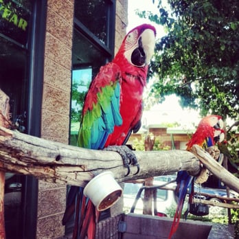 Tire Man Agoura - Happy Macaw outside The Tire Man. - Tires Near Me - Agoura Hills, California Tire Man Agoura - Happy Macaw outside The Tire Man. - Tires Near Me - Agoura Hills, California