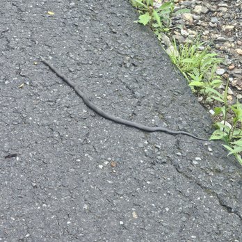 Brasstown Bald Observation Tower - A snake we saw on the trail. - Landmarks & Historical Buildings Near Me - Hiawassee, Georgia Brasstown Bald Observation Tower - A snake we saw on the trail. - Landmarks & Historical Buildings Near Me - Hiawassee, Georgia