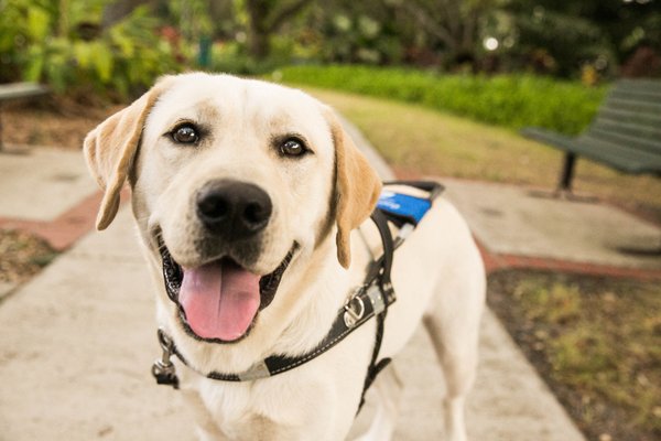 southeastern guide dog adoption